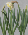 "Daffodil Black Pot" Fine Art Print