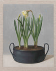 "Daffodil Black Pot" Fine Art Print
