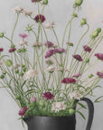 "Wild Scabious in Black Vase" Fine Art Print