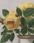 "Untamed Yellow Roses" Fine Art Print