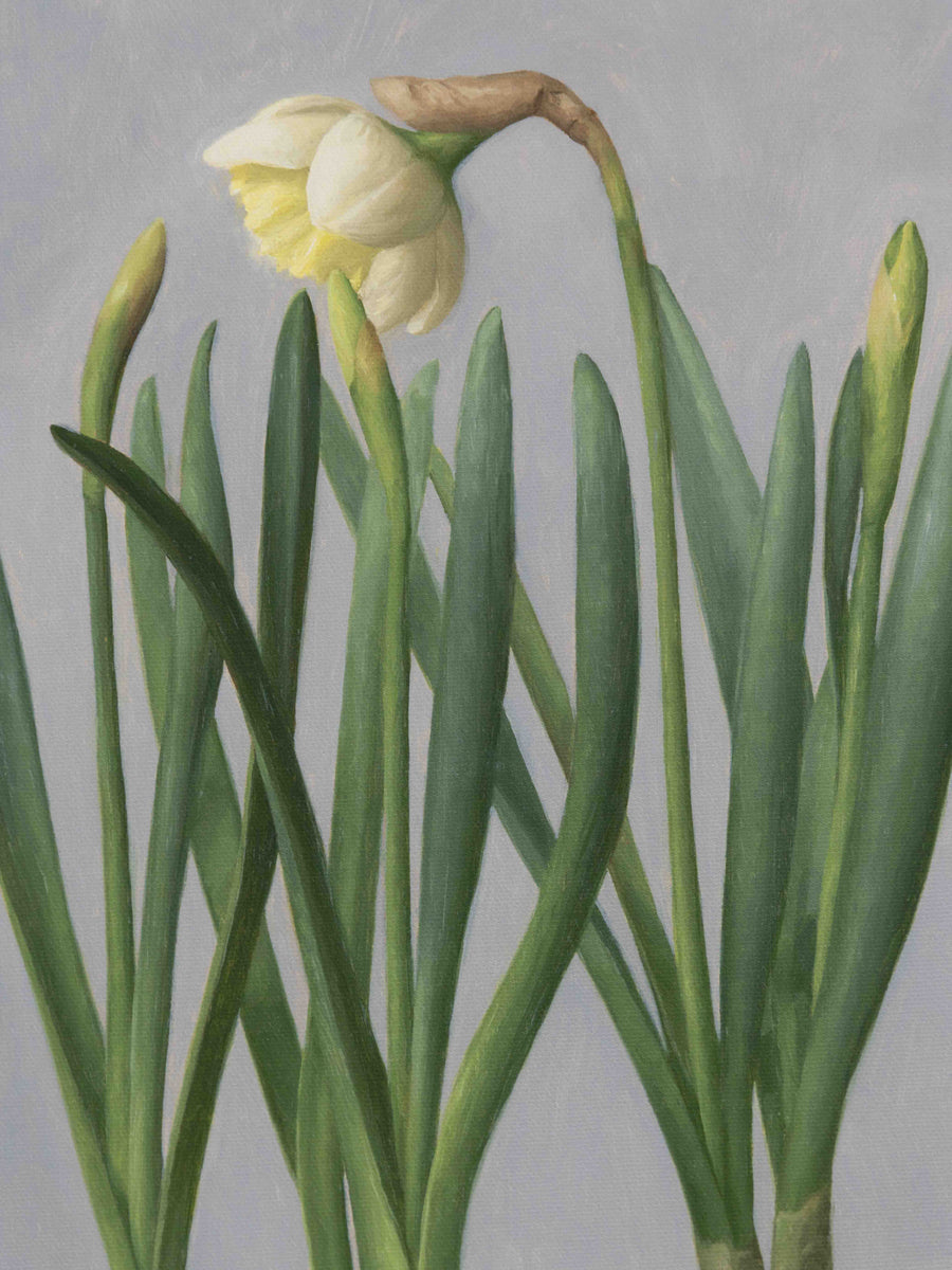 "Daffodil Black Pot" Fine Art Print