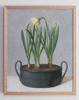 "Daffodil Black Pot" Fine Art Print
