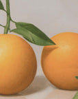 "Two Oranges" Fine Art Print