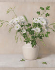 Fine art print of a painting of daisy flowers, grasses and leaves in a white vase with a light beige background.